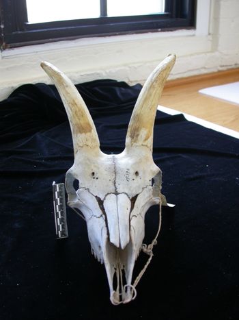 Media type: image;   Mammalogy 17393